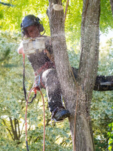 alpinista na drzewie